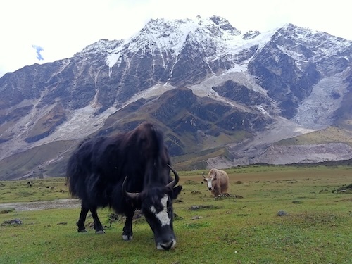 manaslu circuit trek animals